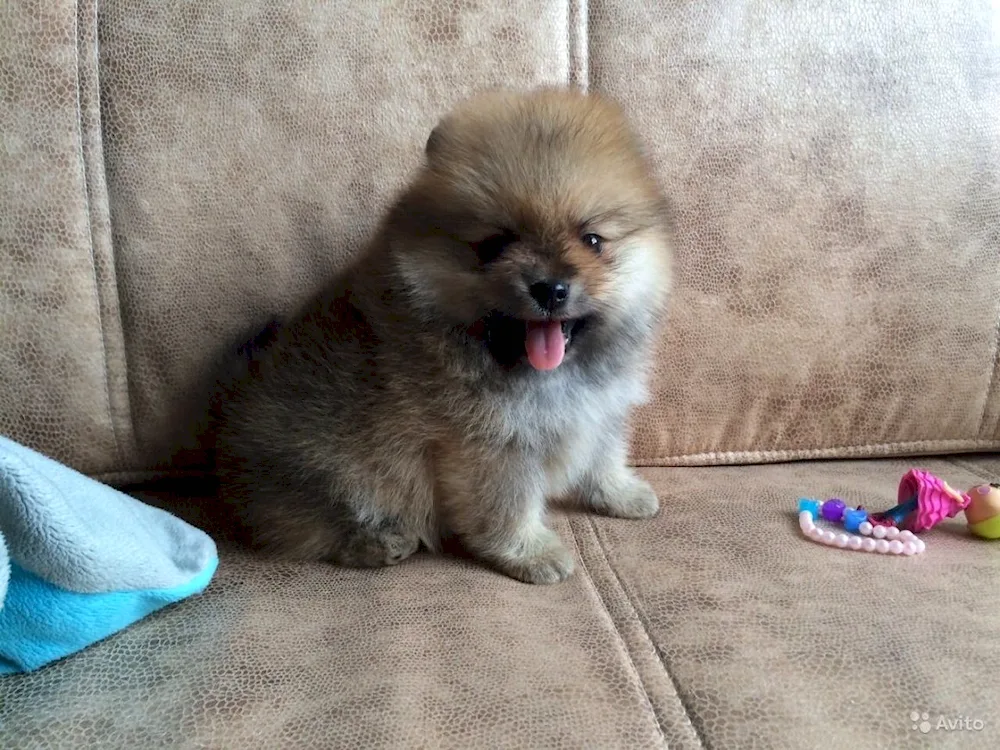 Newborn spitz puppies 2 months old