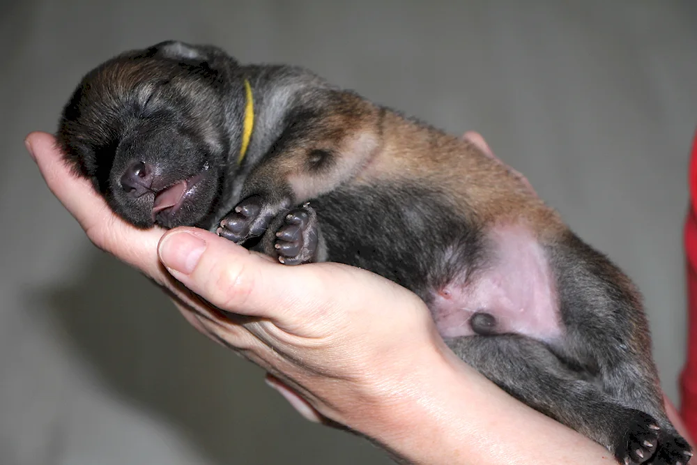 Newborn puppies