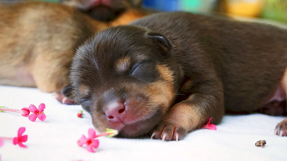 Newborn spitz puppies