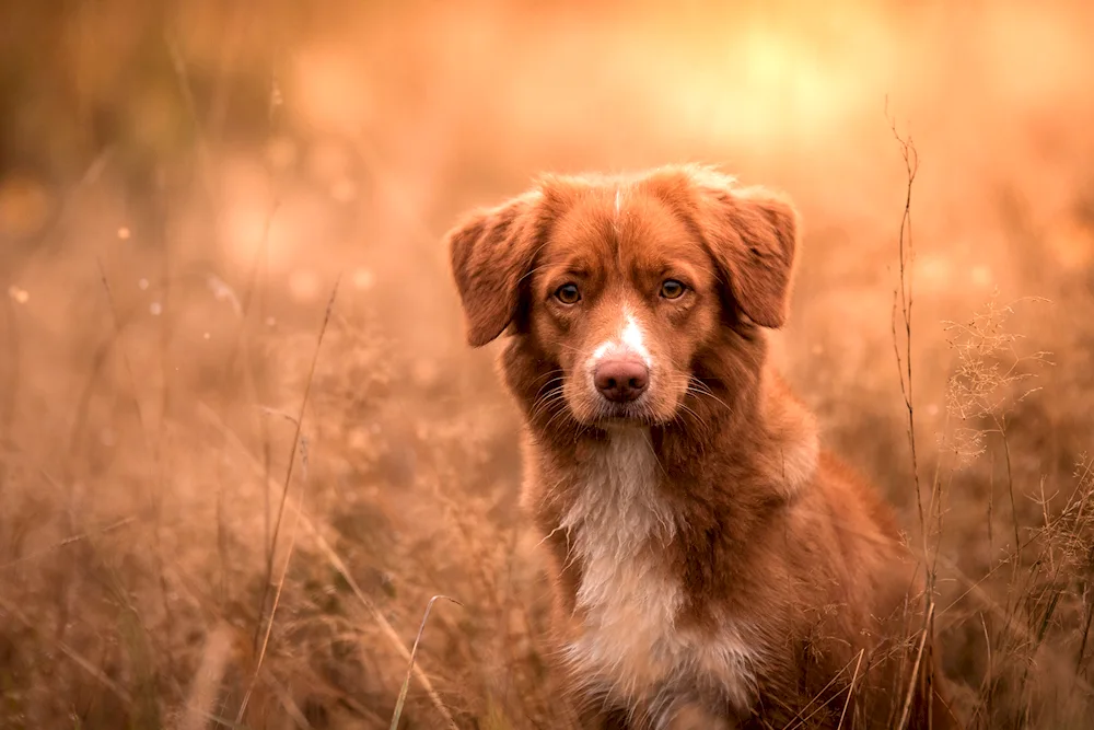 New Scotland Retriever