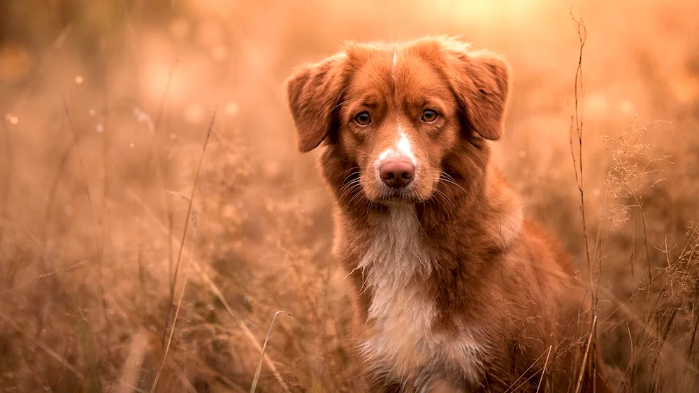 New Scotland Retriever