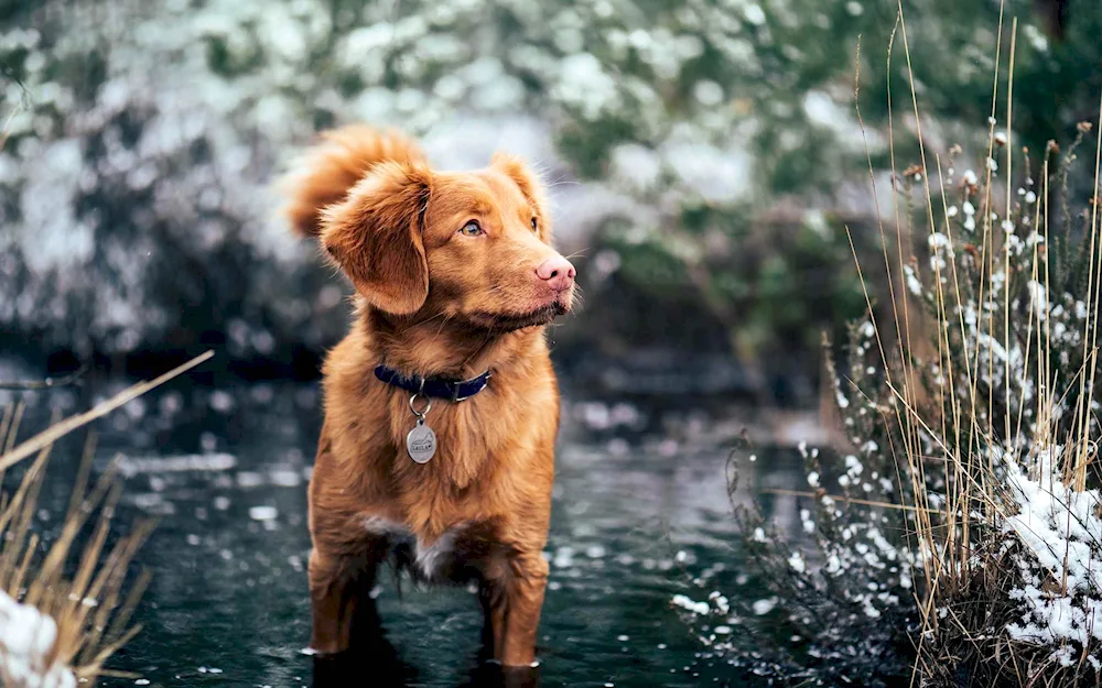 New Scotland Retriever