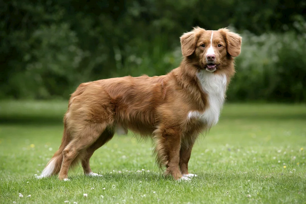 Beagle dog breed