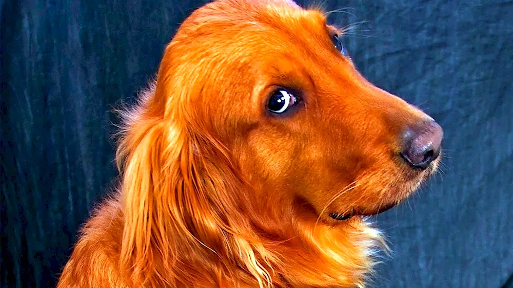 New Scottish long-haired retriever