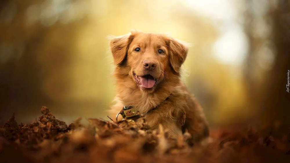 Labrador Retriever Red