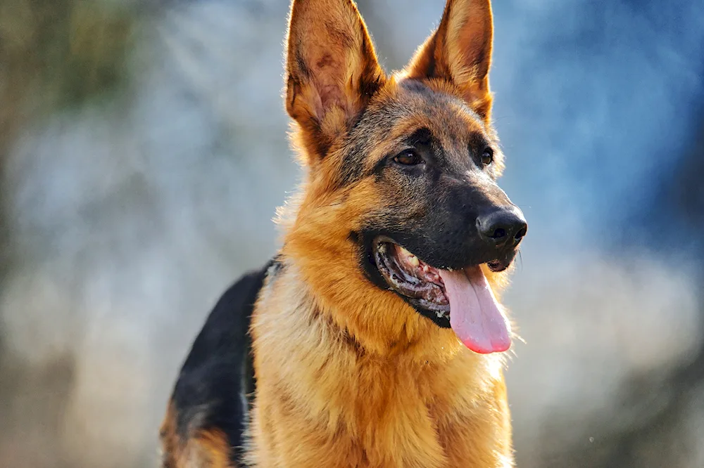 Chinese Shepherd Dog