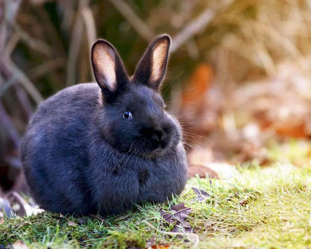 New Zealand rabbit black