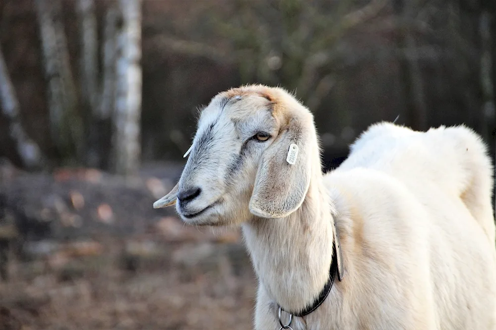 Nubian lop goat