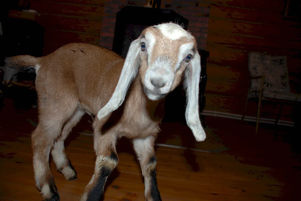 Nubian lop goat