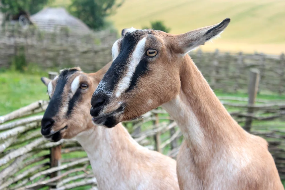 Kamori goats