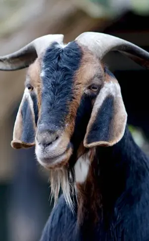 Nubian goats