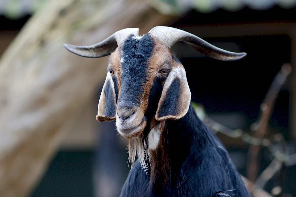 Nubian goats