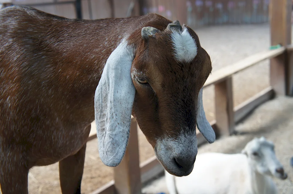 Nubian goat