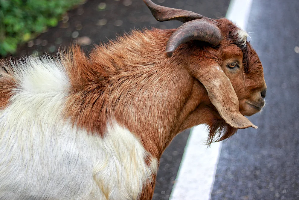 Valdean goat. Nubian