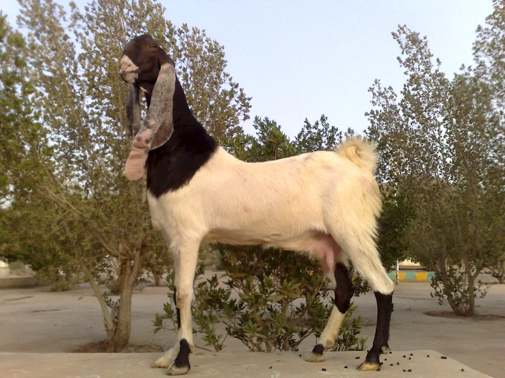 Nubian goat breed