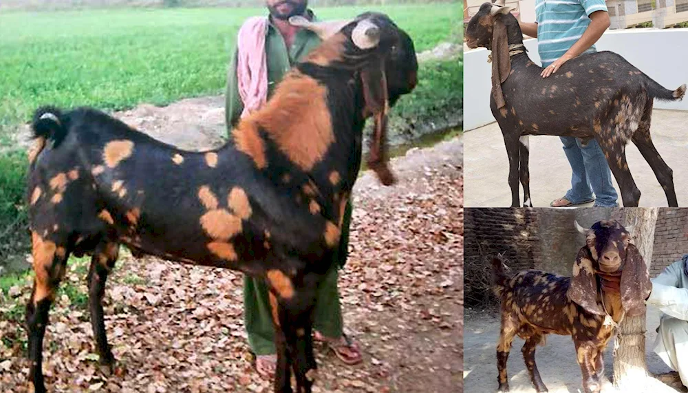 Nubian goats Camori