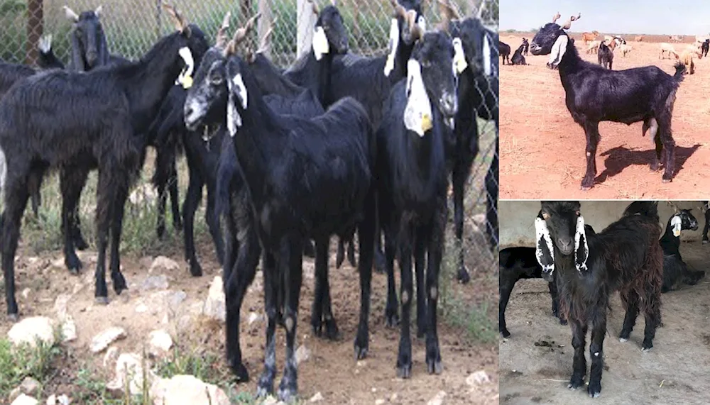 Nubian goats Camori