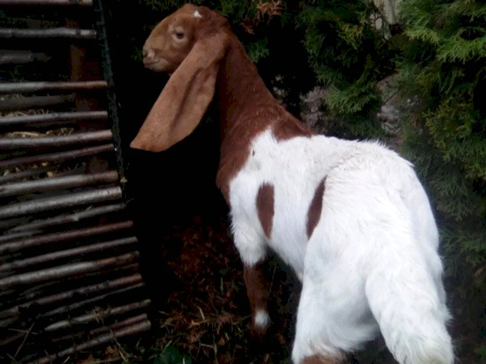 Nubian goats Kamori