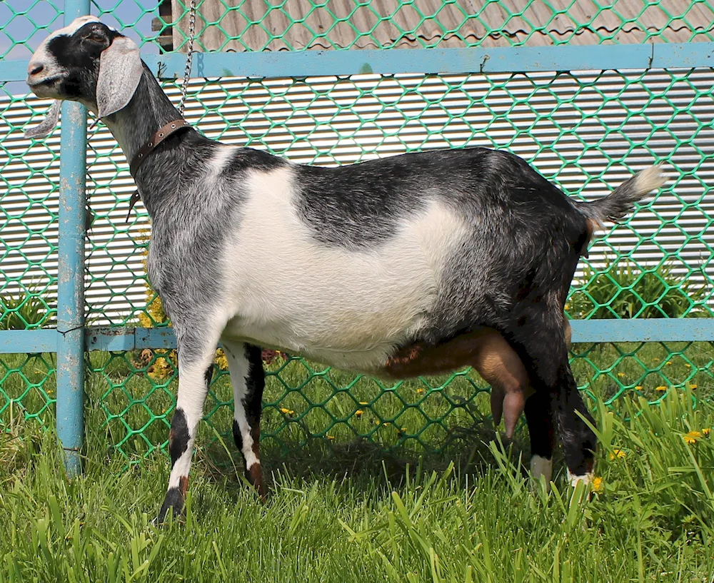 Nubian Shamy goats