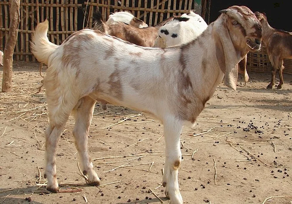 Nubian goats Shami