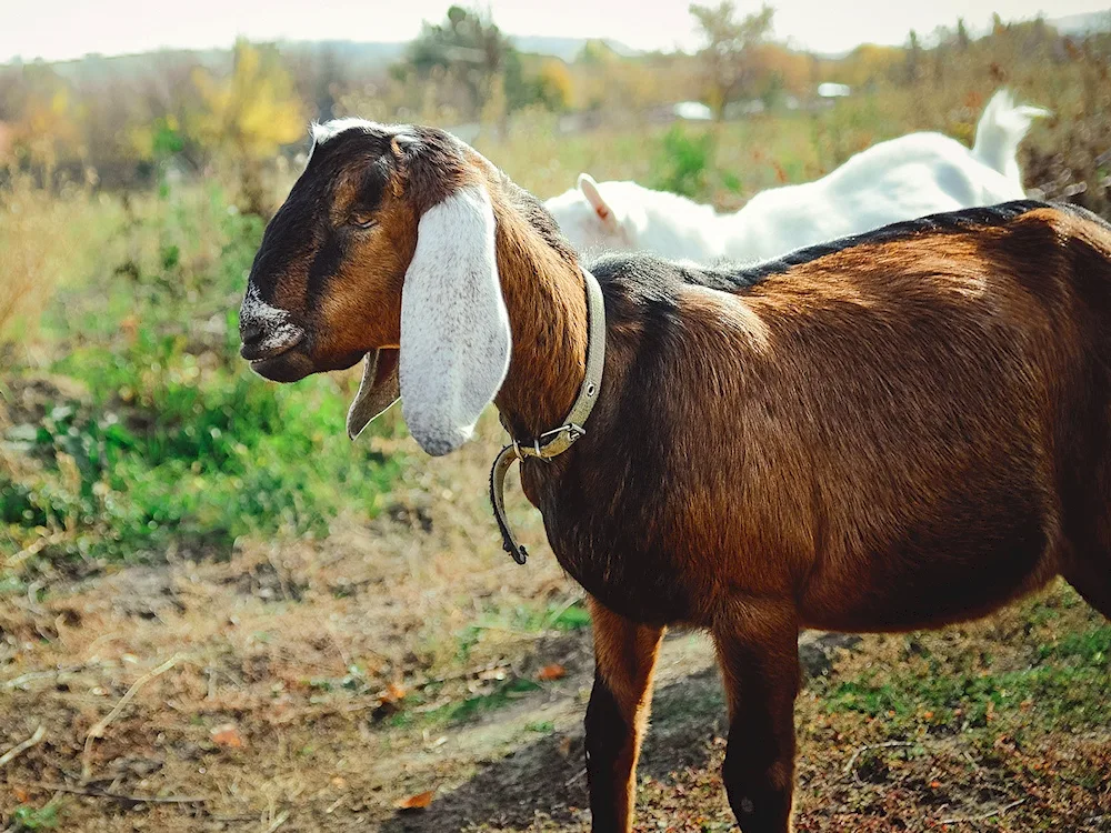 Nubian goats Shami