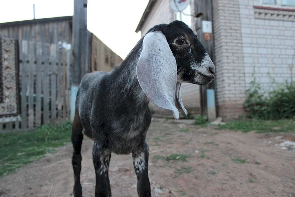 Nubian goats Shami