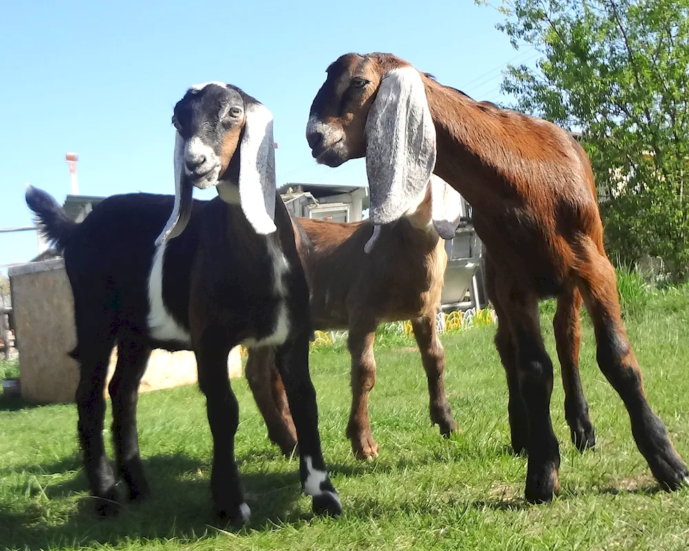 Nubian goats Shami