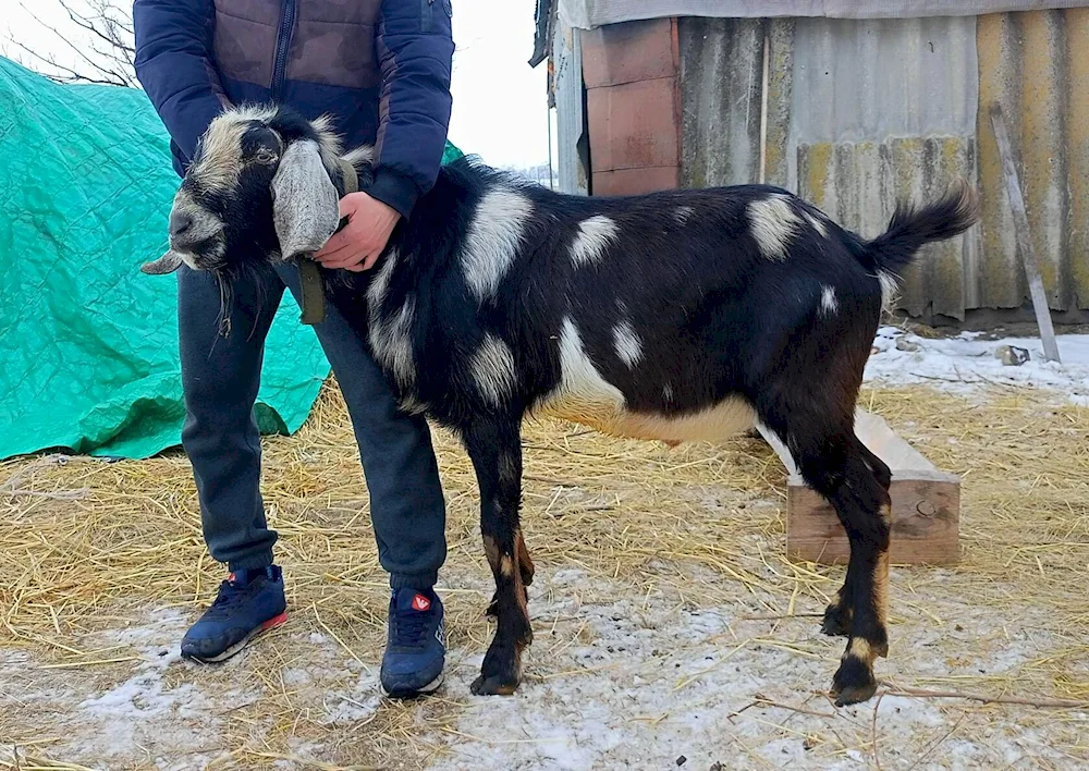 Damascus goat Shami