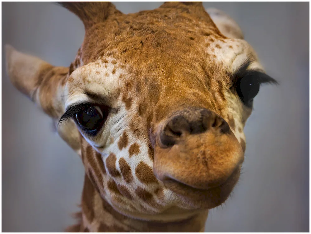 Nubian Giraffe