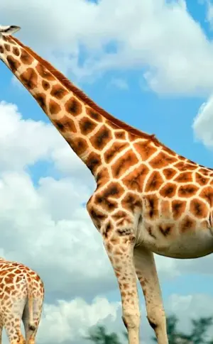 Nubian Giraffe