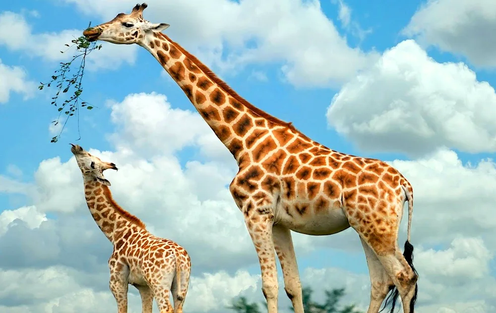 Nubian Giraffe