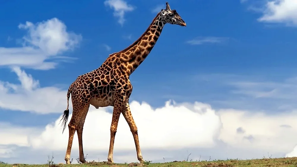 Nubian Giraffe