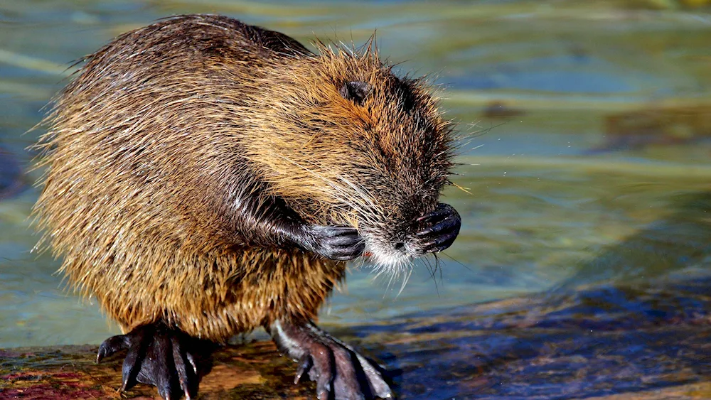 American starling mole