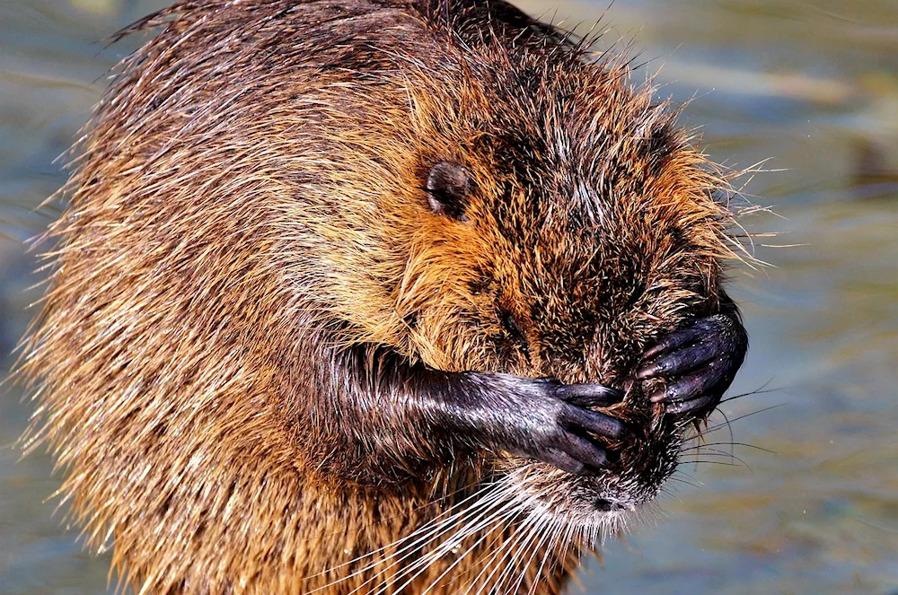 Nutria muskrat Beaver