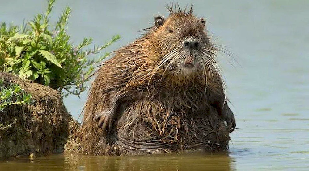 Nutria muskrat Beaver