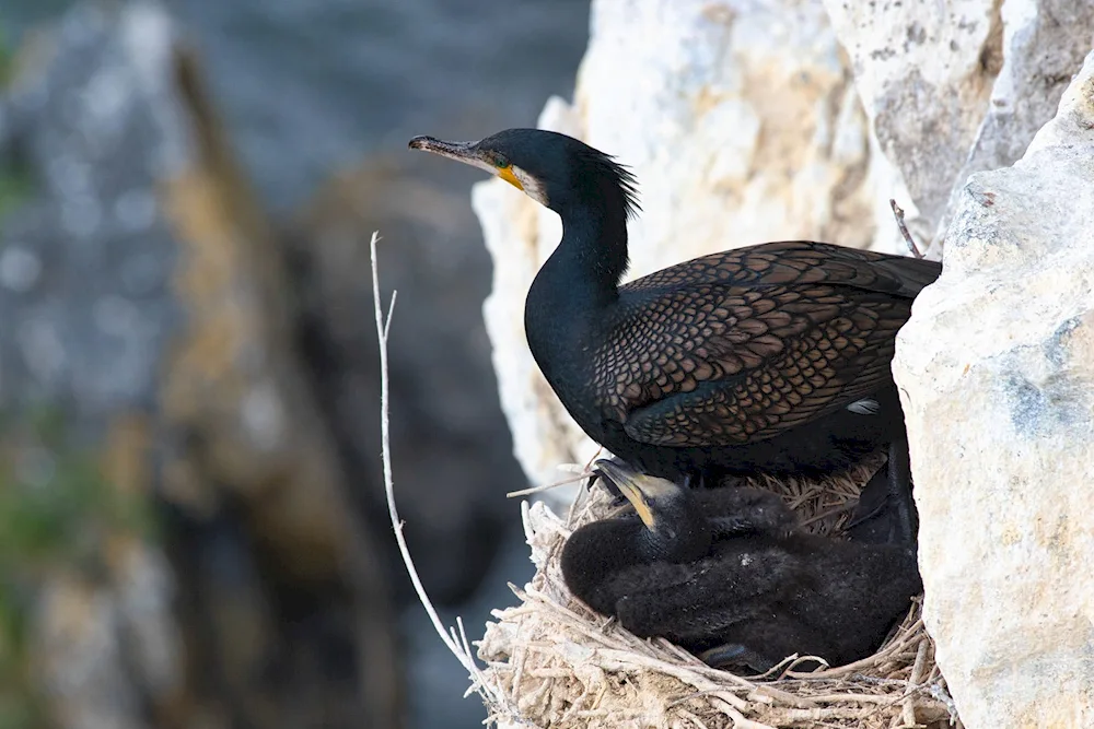 Cap Cormorant