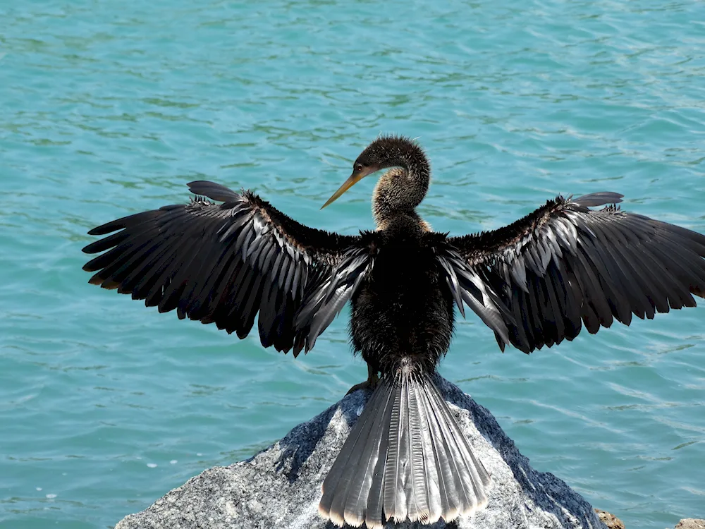 Balkan Cormorant Baltic Sea