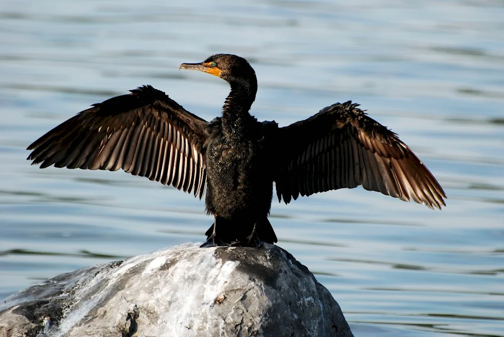 Sea birds