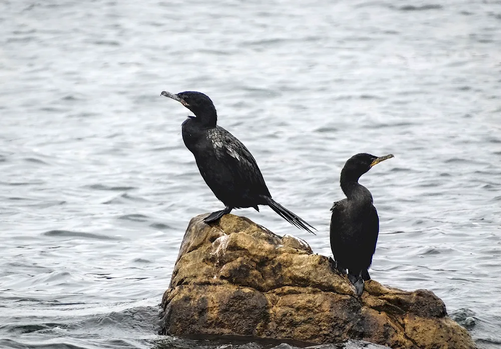 Birds of Tatarstan