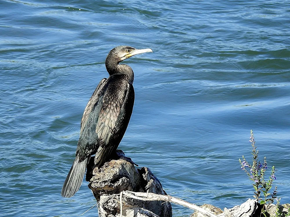 Biguan Cormorant