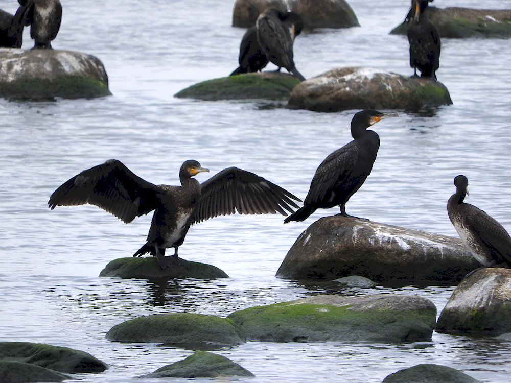 Byguan Cormorant