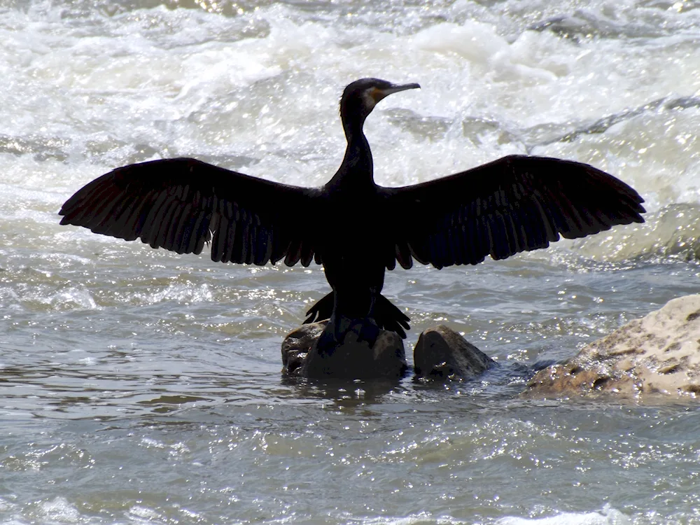 Black Sea cormorant