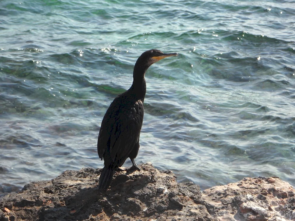 Black Sea cormorant Albatross