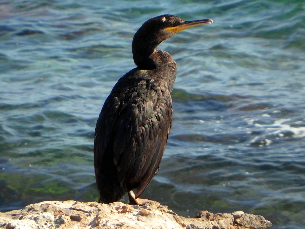 Black Sea cormorant. Black Sea