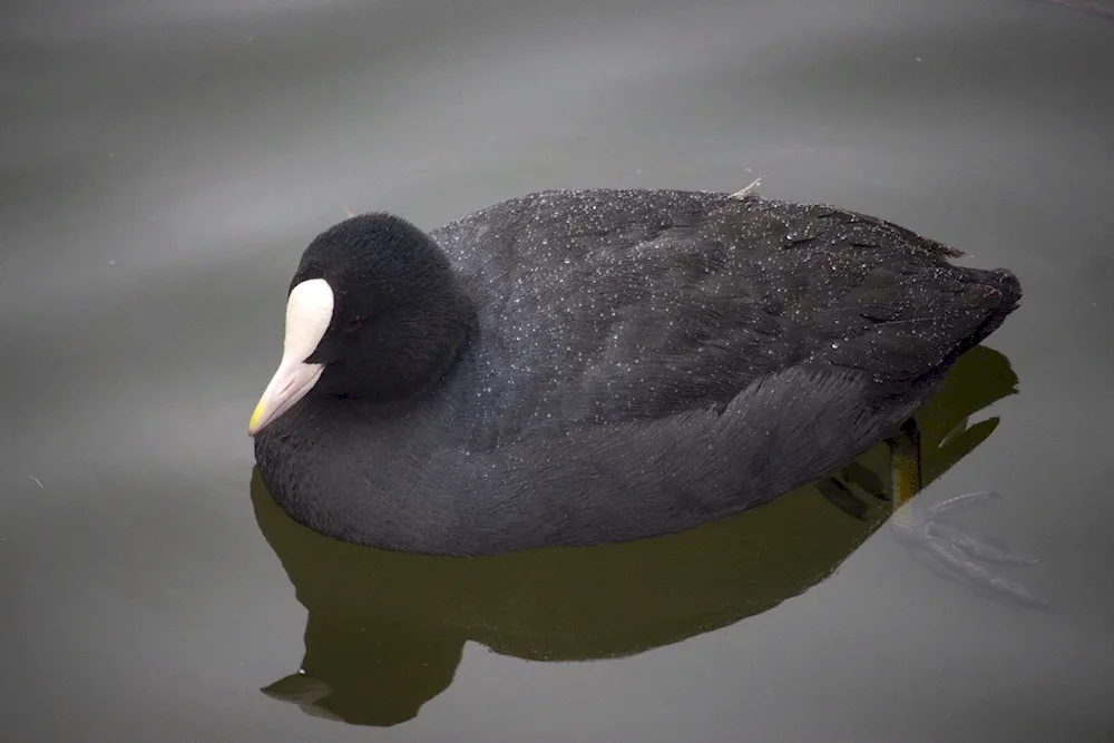 Black coot duck with ducklings