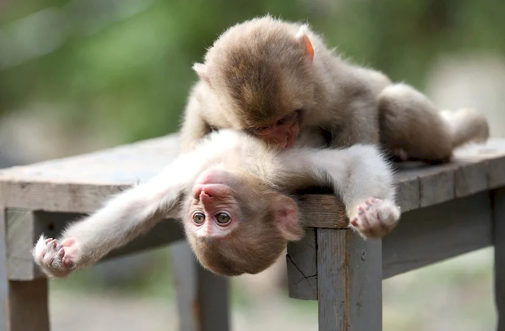 Ape