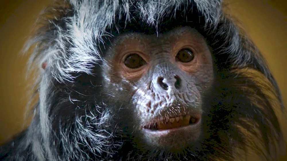 Monkey monkey