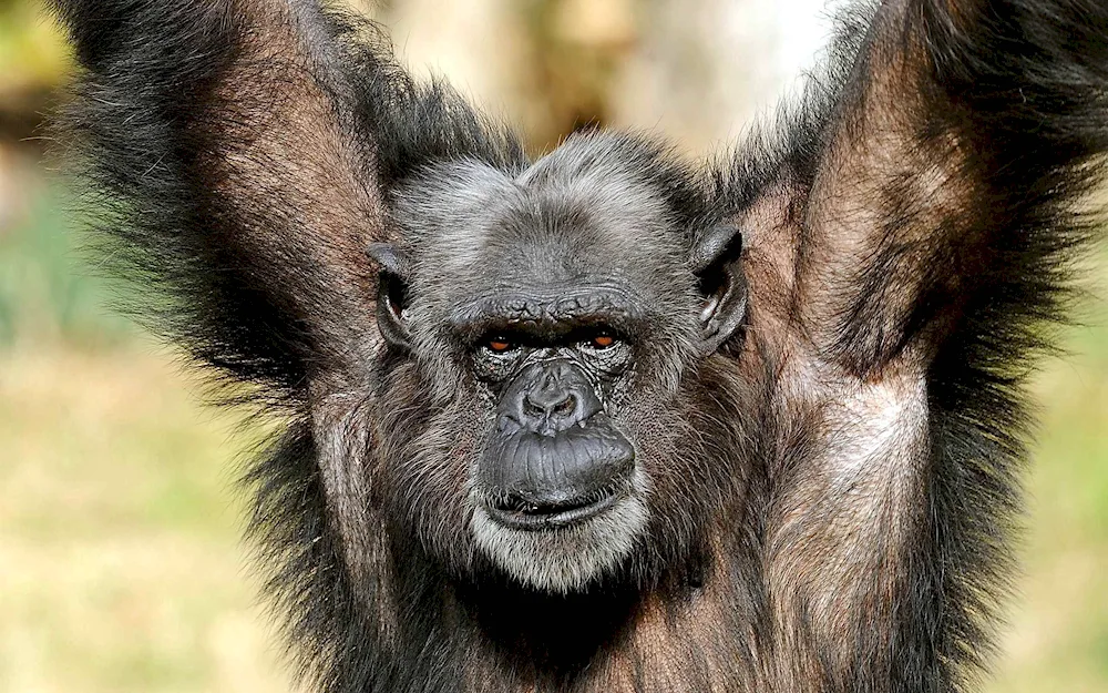 Orangutan monkey