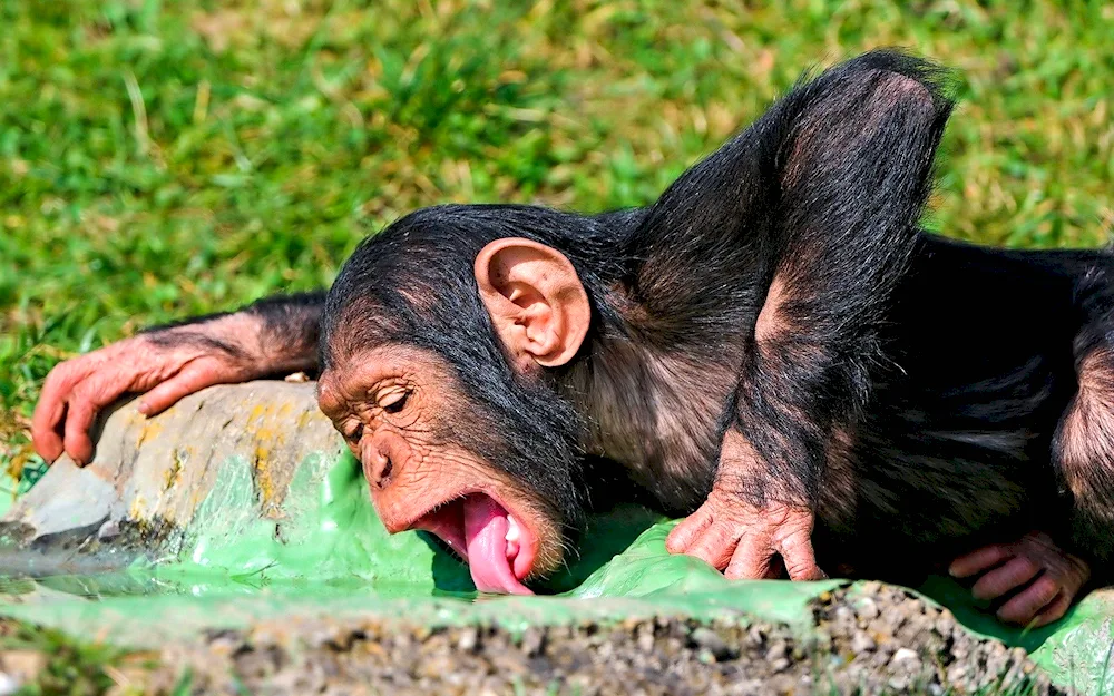 Monkey