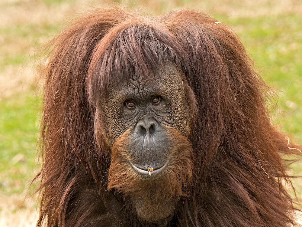 Orangutan